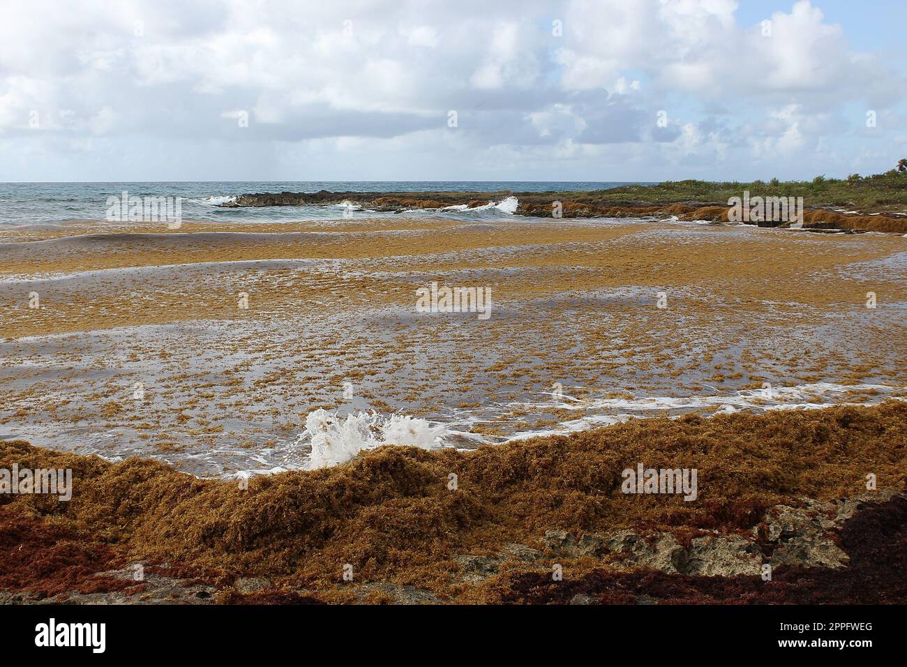 Algae pollute at beach in Mexico. Bunch of seaweed washed ashore Stock