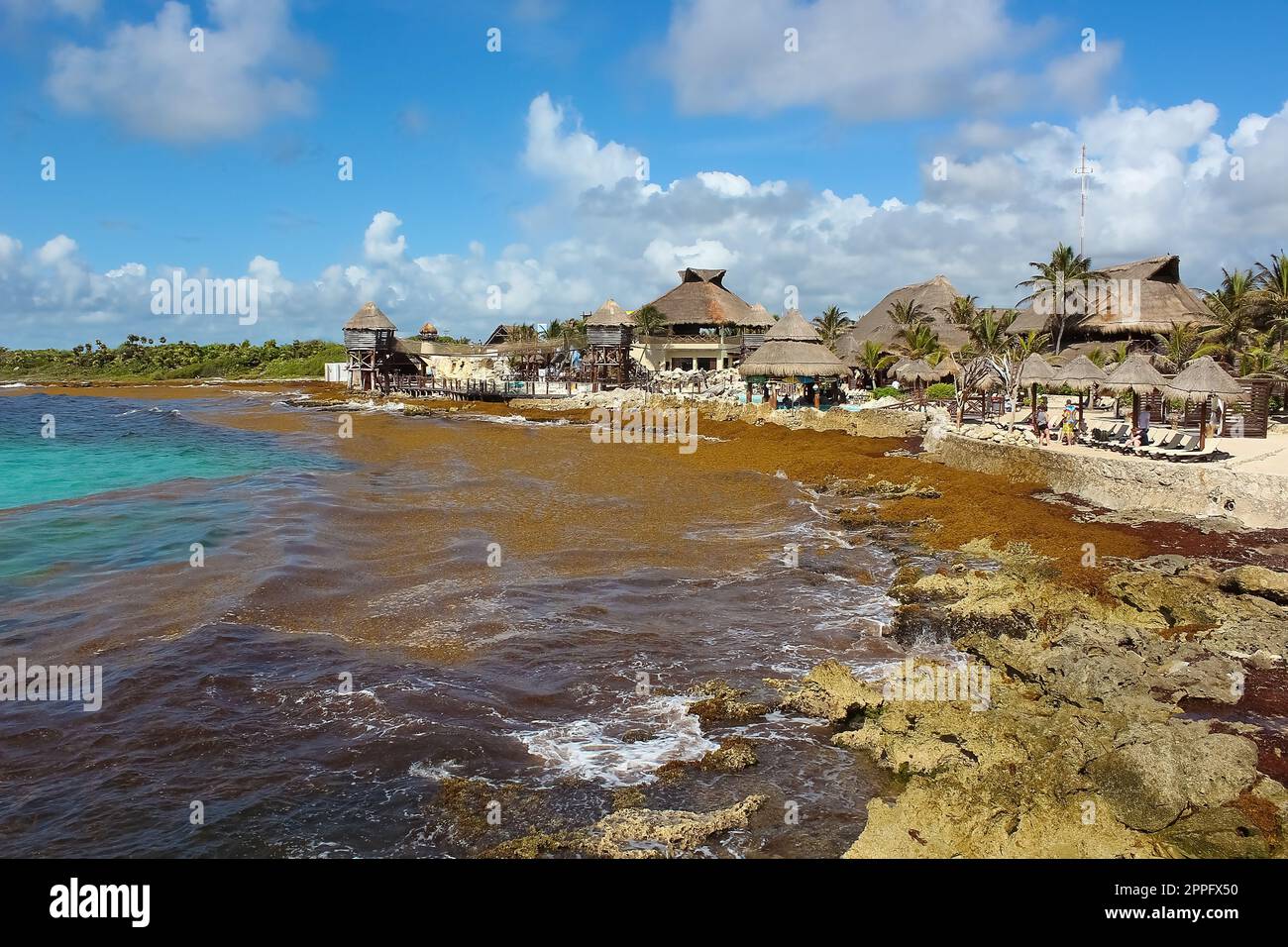 Algae pollute at beach in Mexico. Bunch of seaweed washed ashore Stock