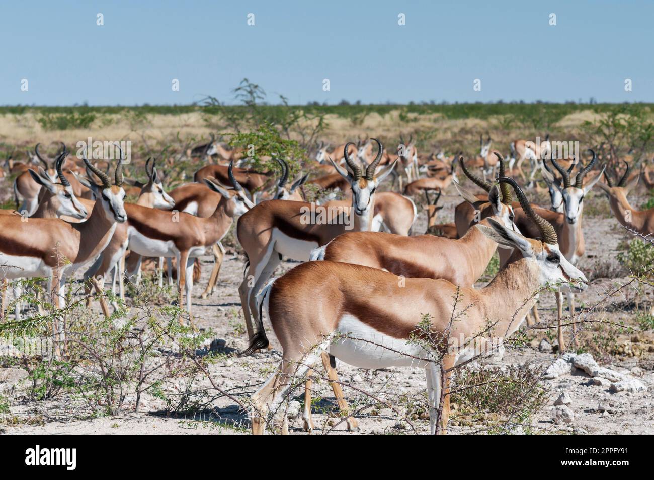 Group of springboks Stock Photo Alamy