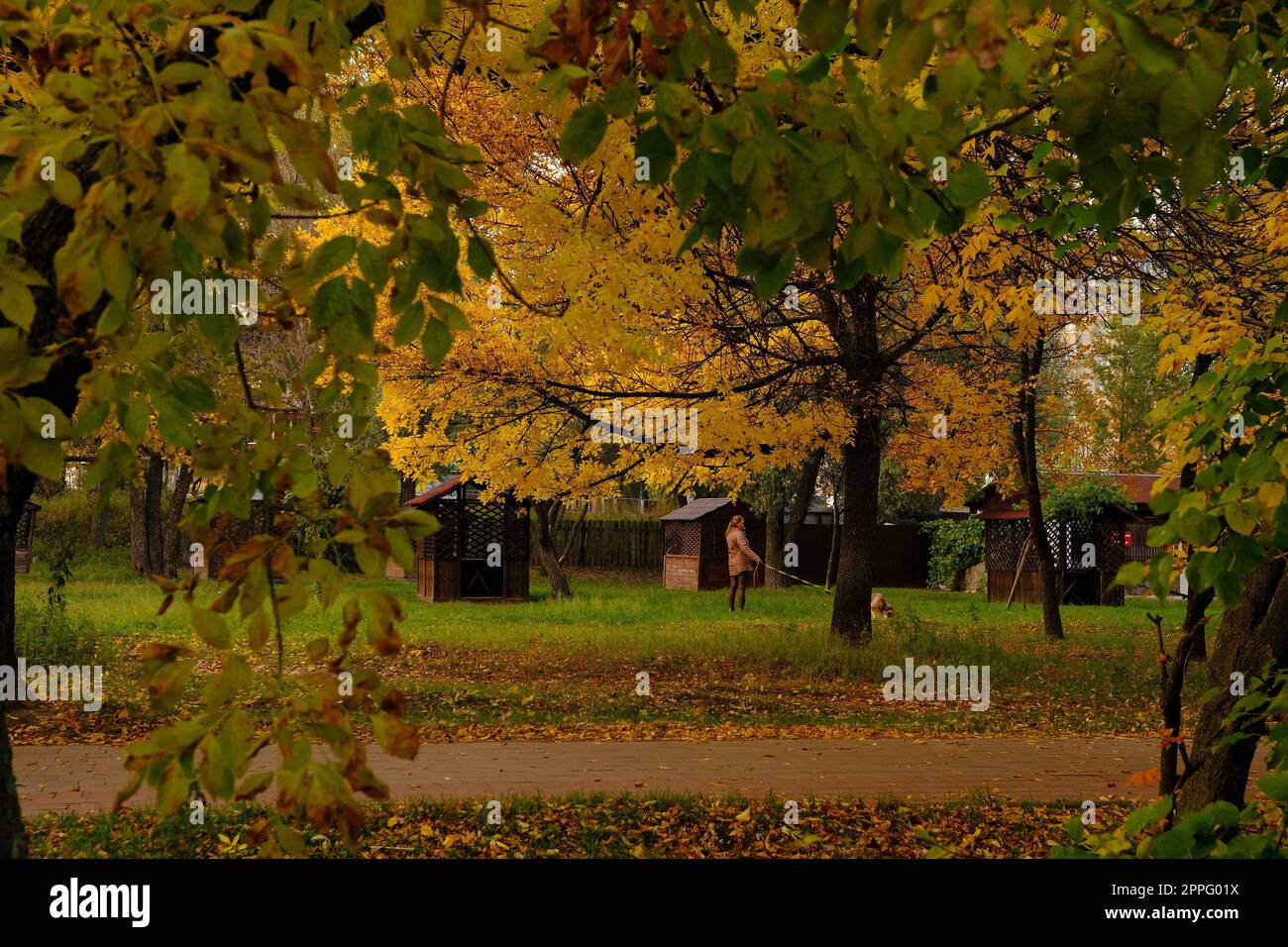 woman walking with a dog in autumn park with orange and yellow foliage around the age of 40, concept of autumn walks with pets Stock Photo