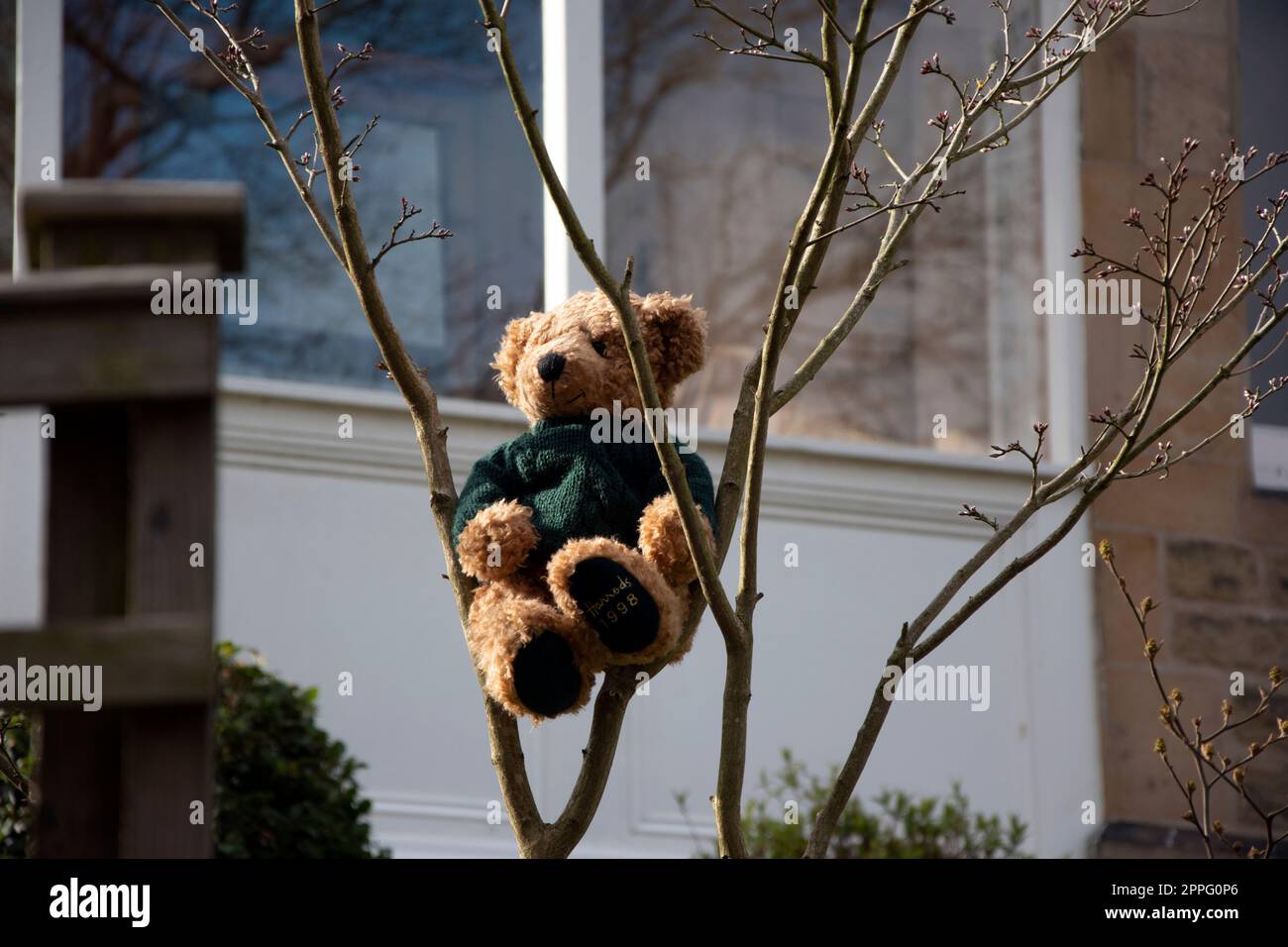 Teddybear in tree spreading hope in time of coronavirus, UK Stock Photo