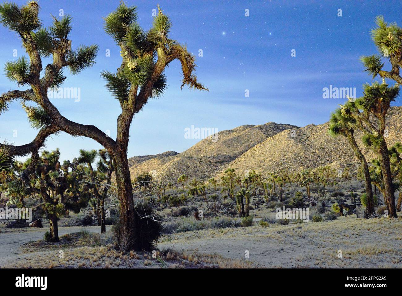 Joshua Trees under a starry night sky in the California desert Stock Photo