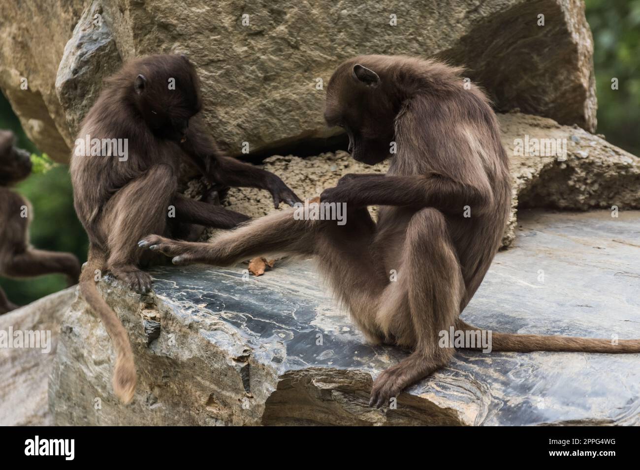 two dear gelada monkeys do body care on a rock Stock Photo