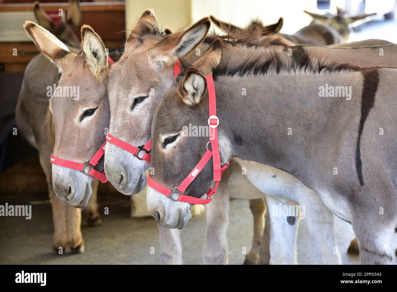 Drei Esel im Gut Aiderbichl in Henndorf, Salzburg, Ã–sterreich - Three Donkeys at Gut Aiderbichl in Henndorf, Salzburg, Austria Stock Photo