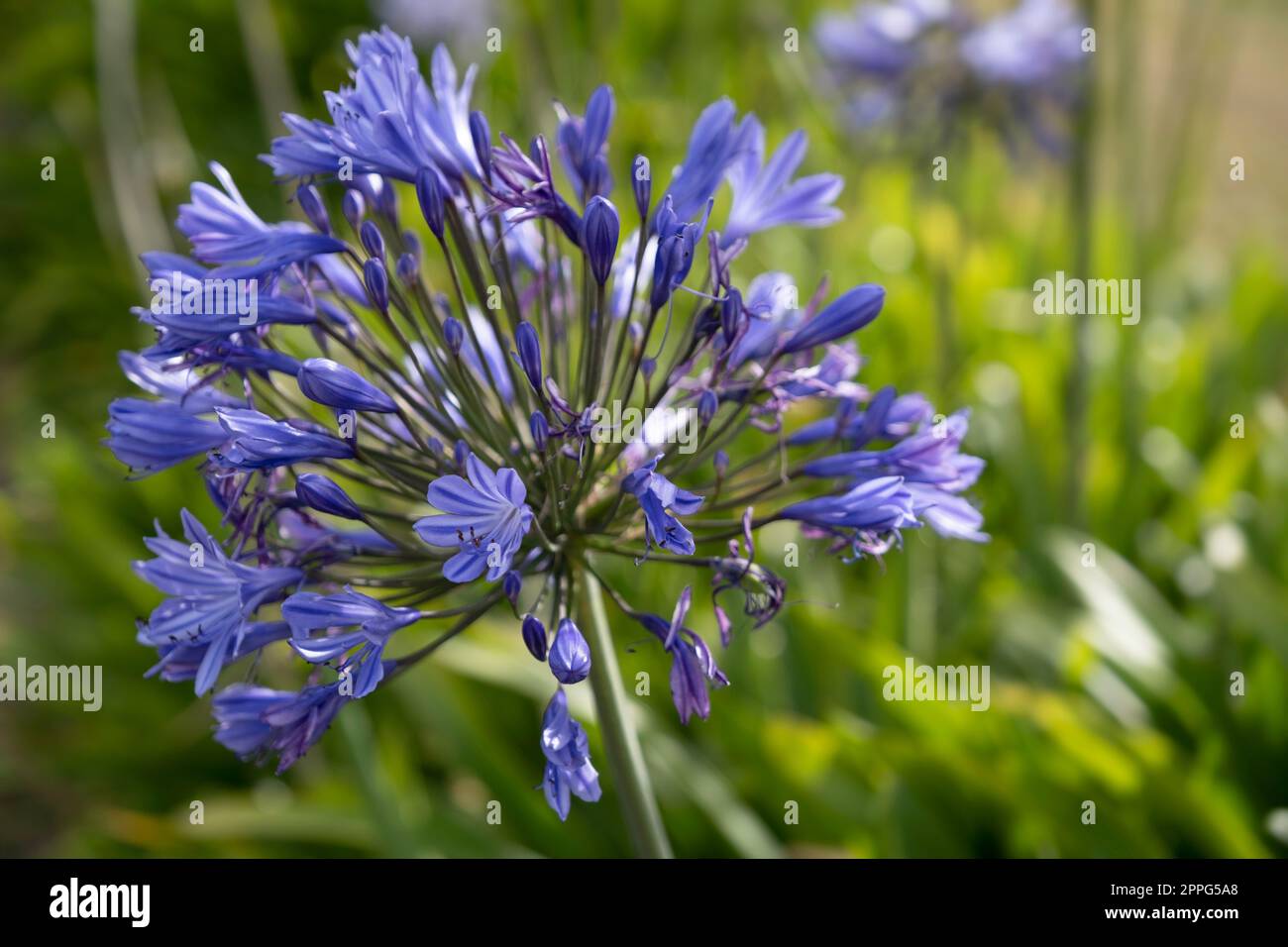 Blue agapanthus, or Lily of the Nile in Tasmania. Blurred green background Stock Photo