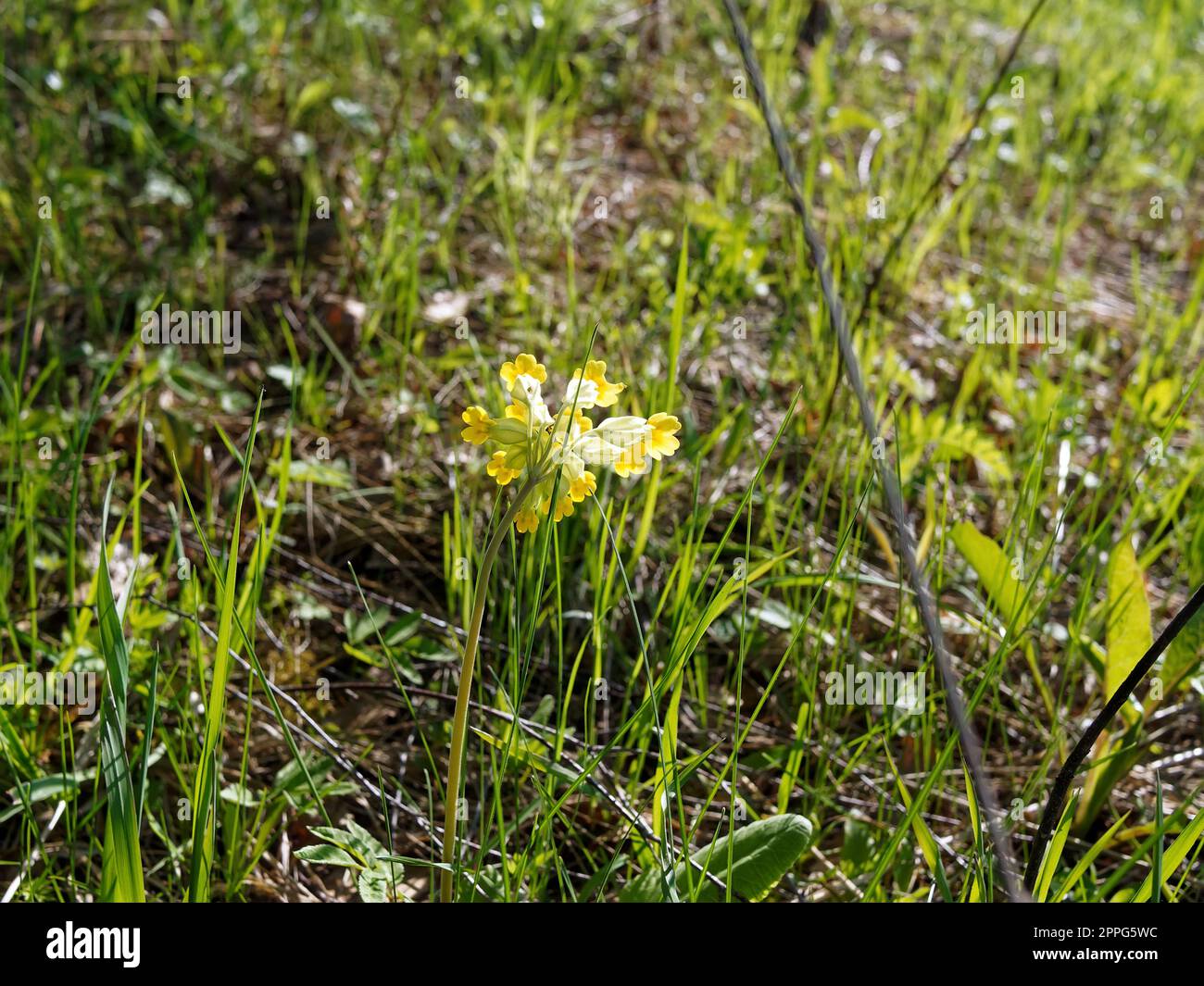 Pseudofumaria alba in the forest, in spring Stock Photo