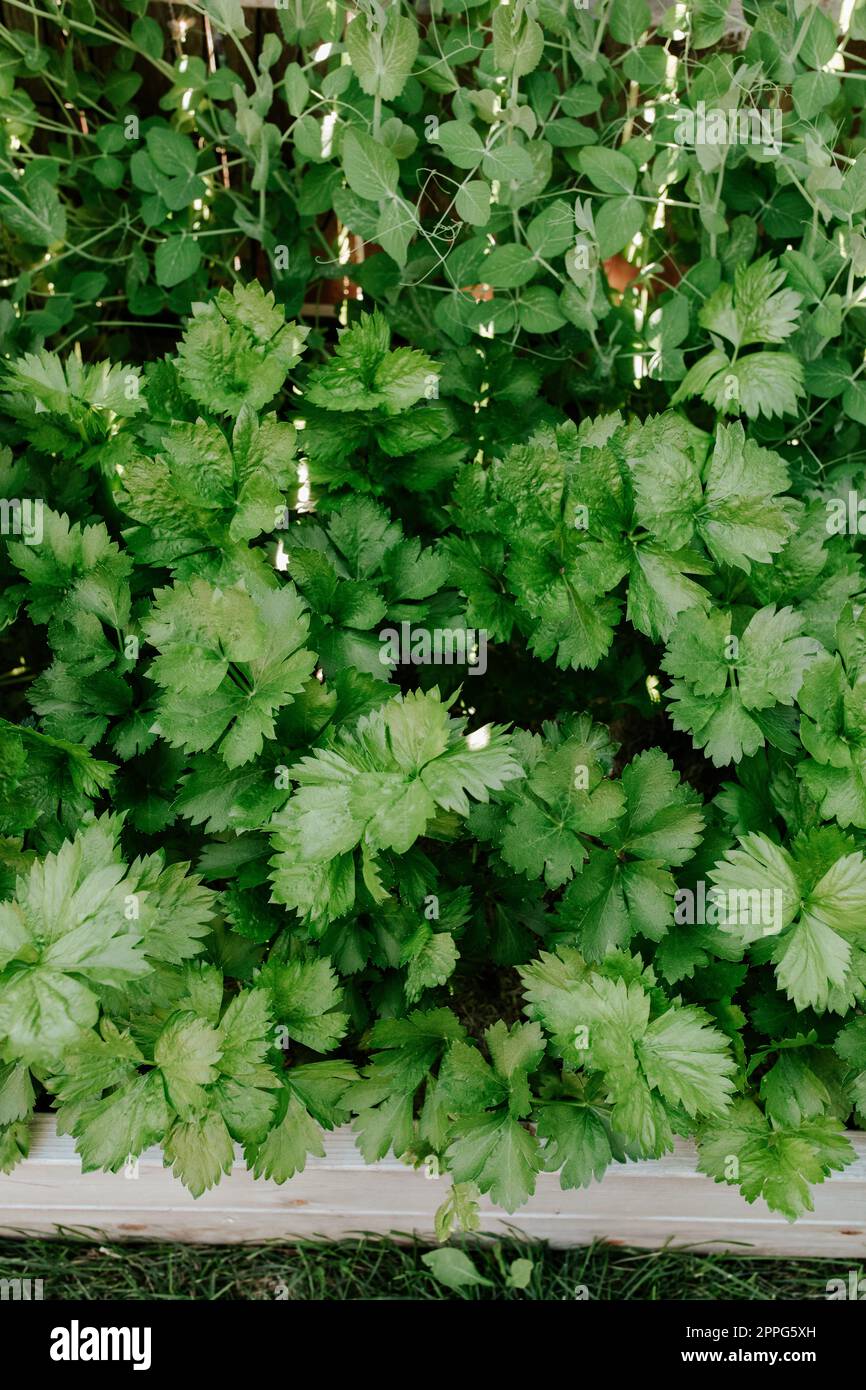 Close up of young celery plant in the backyard garden Stock Photo