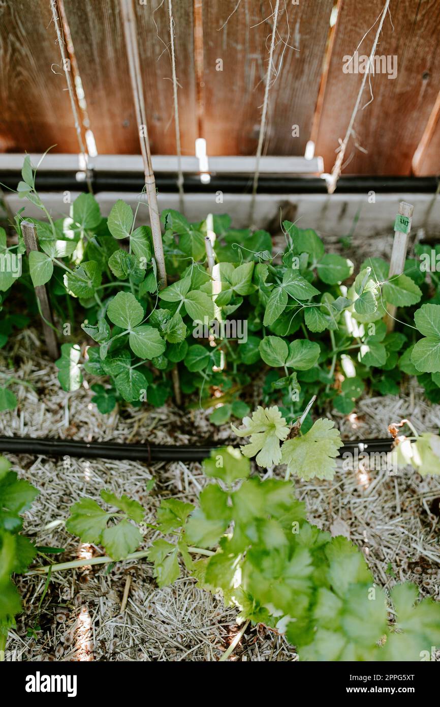 Growing Peas and celery in containers with drip irrigation Stock Photo Alamy