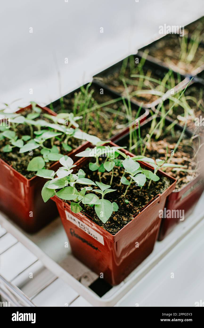 Fresh basil & herbs planted in indoor containers Stock Photo Alamy