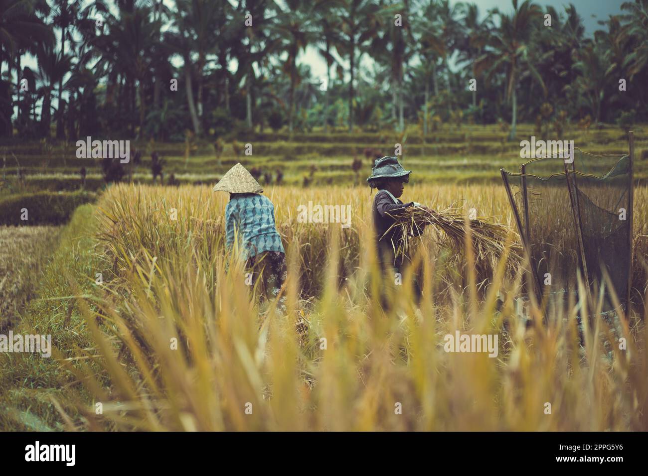 How To Harvest Rice Manually