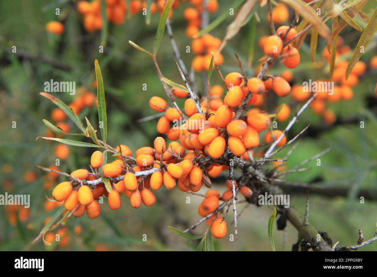 sea buckthorn plant with fruits as natural background Stock Photo