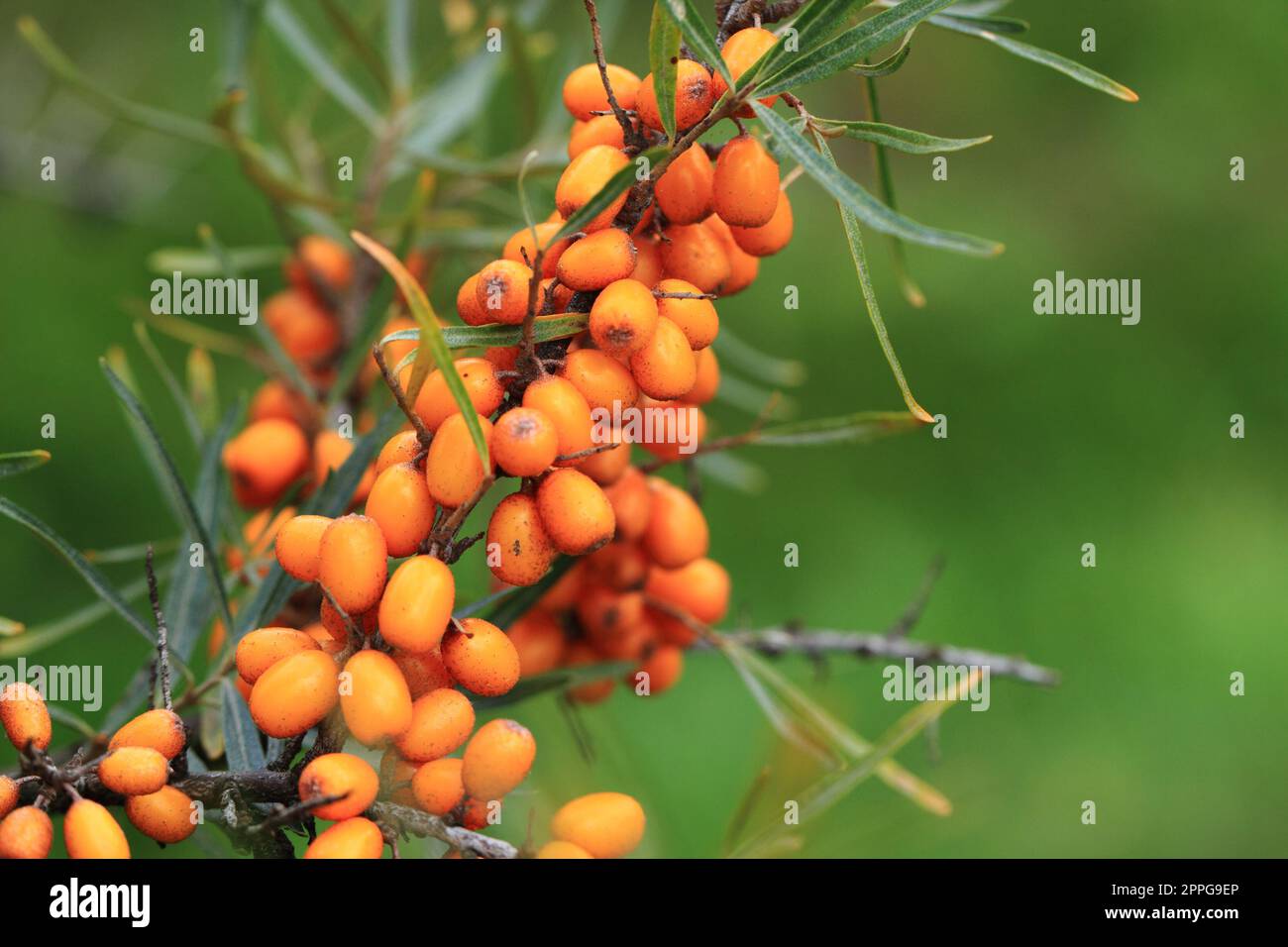 sea buckthorn plant with fruits as natural background Stock Photo