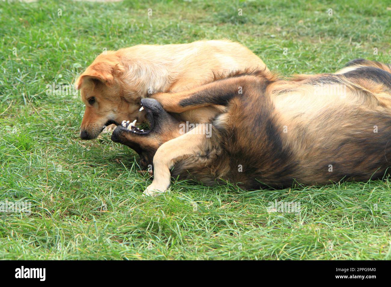 two dog fight in the green grass Stock Photo Alamy