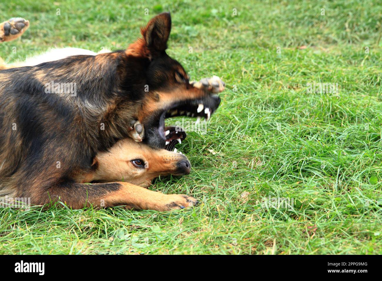 two dog fight in the green grass Stock Photo Alamy