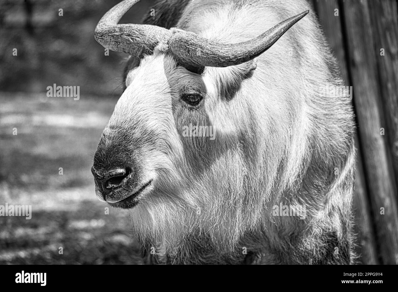 gold yak in black white, (bos mutus) with beautiful coat and horns. From Himalayas. Stock Photo