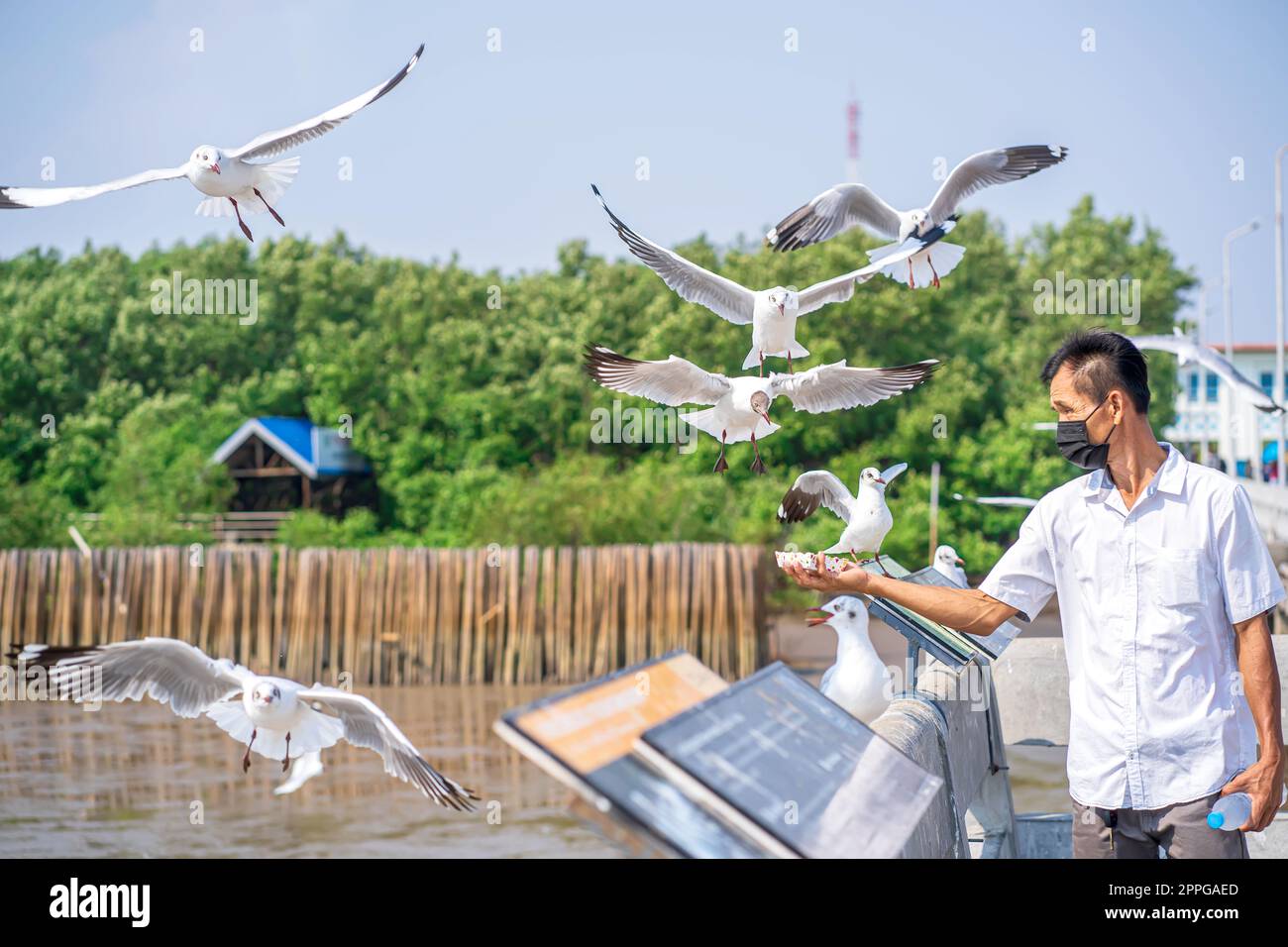 Seagull flying, find food Stock Photo Alamy