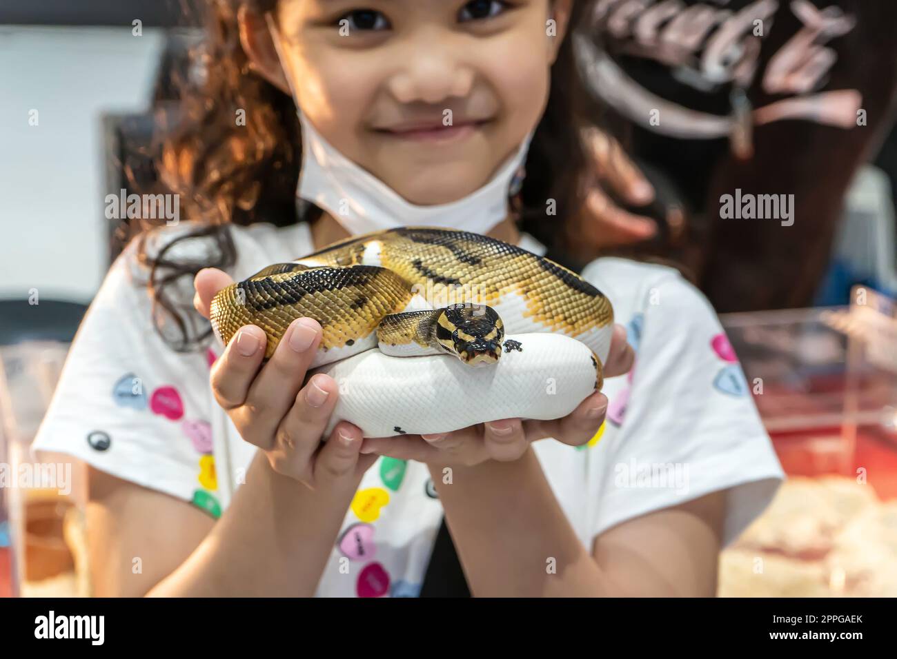 Girl holding a ball python Stock Photo - Alamy