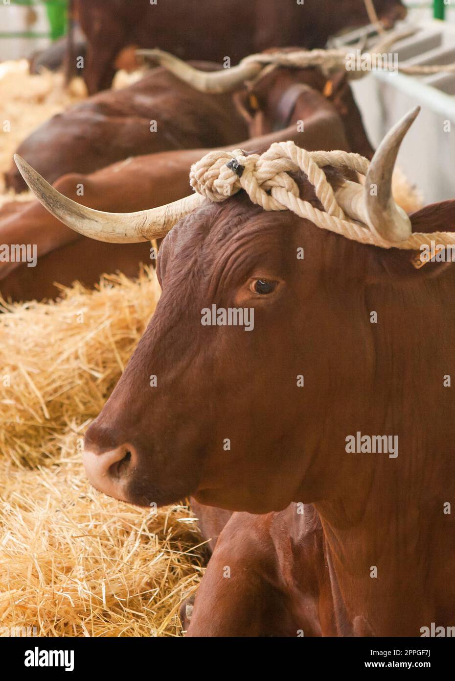 Bovine stallion tied by the horns Stock Photo