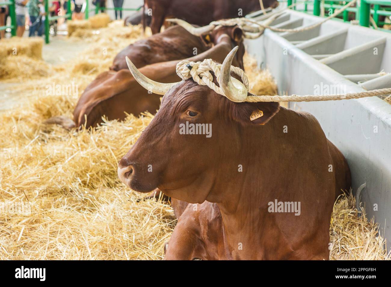 Bovine stallion tied by the horns Stock Photo