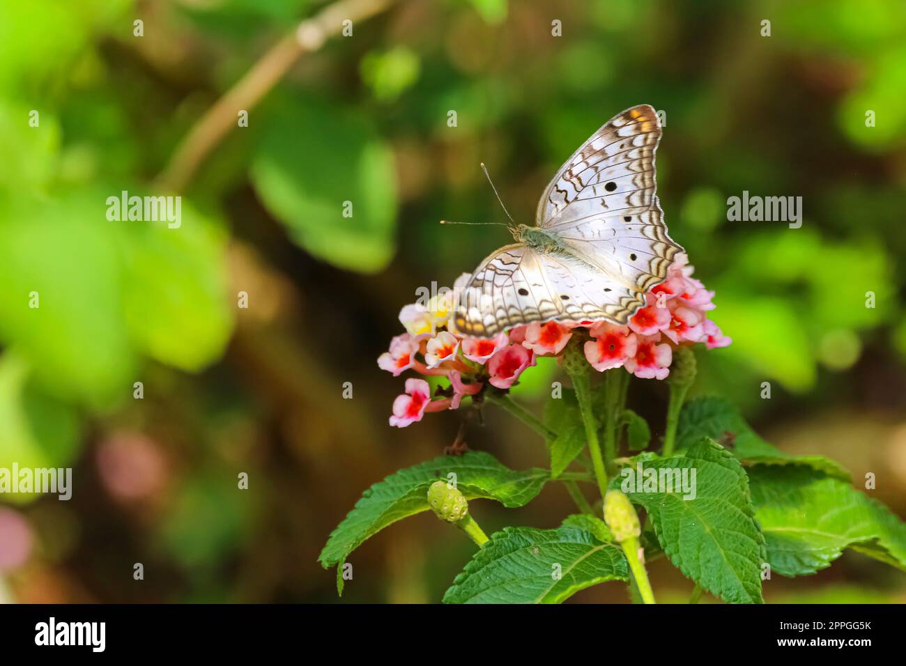 Wonderful Amazonian butterfly sitting on a pink blossom with spread