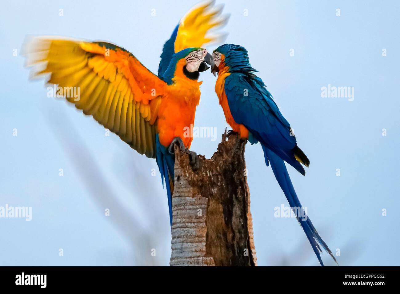 Close-up of two Blue-and-yellow macaws sitting on a palm tree stump, facing each other, one is spreading its wings, against blue sky, Amazonia, San Jo Stock Photo
