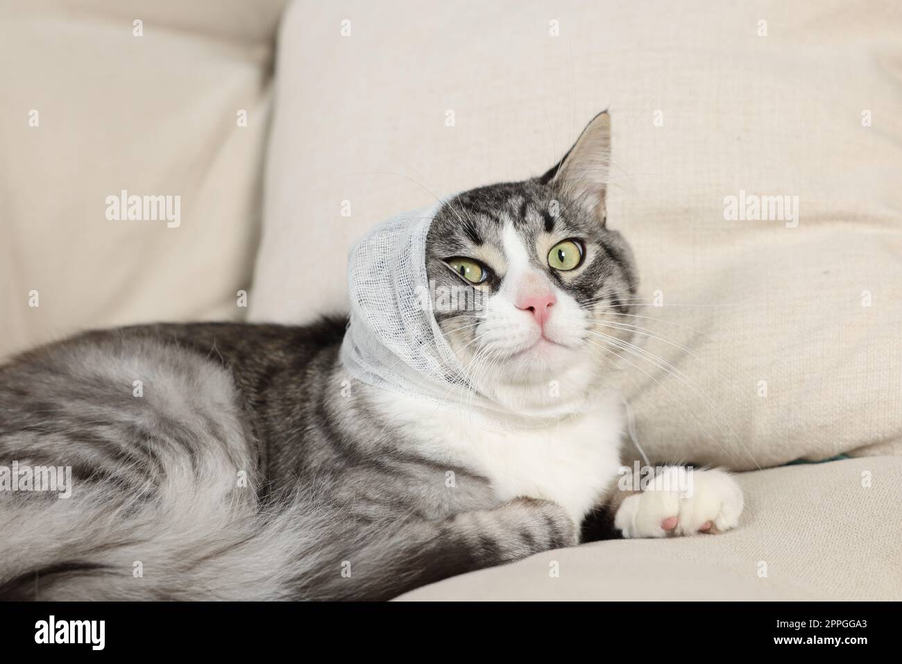 Cute cat with ear wrapped in medical bandage on sofa indoors Stock