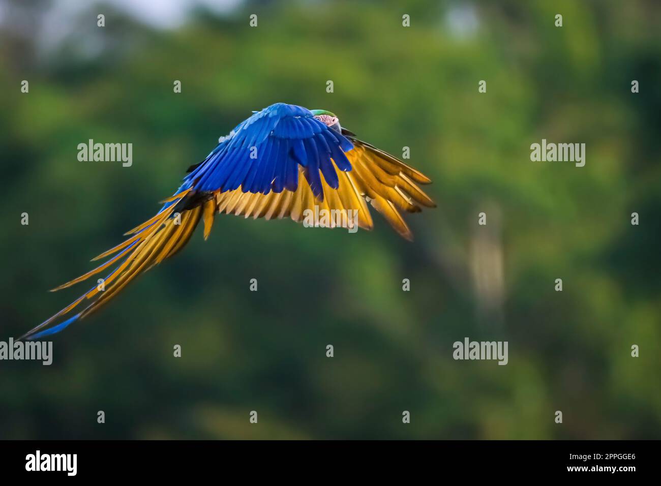 Blueandyellow macaw flying with spread wings against defocused