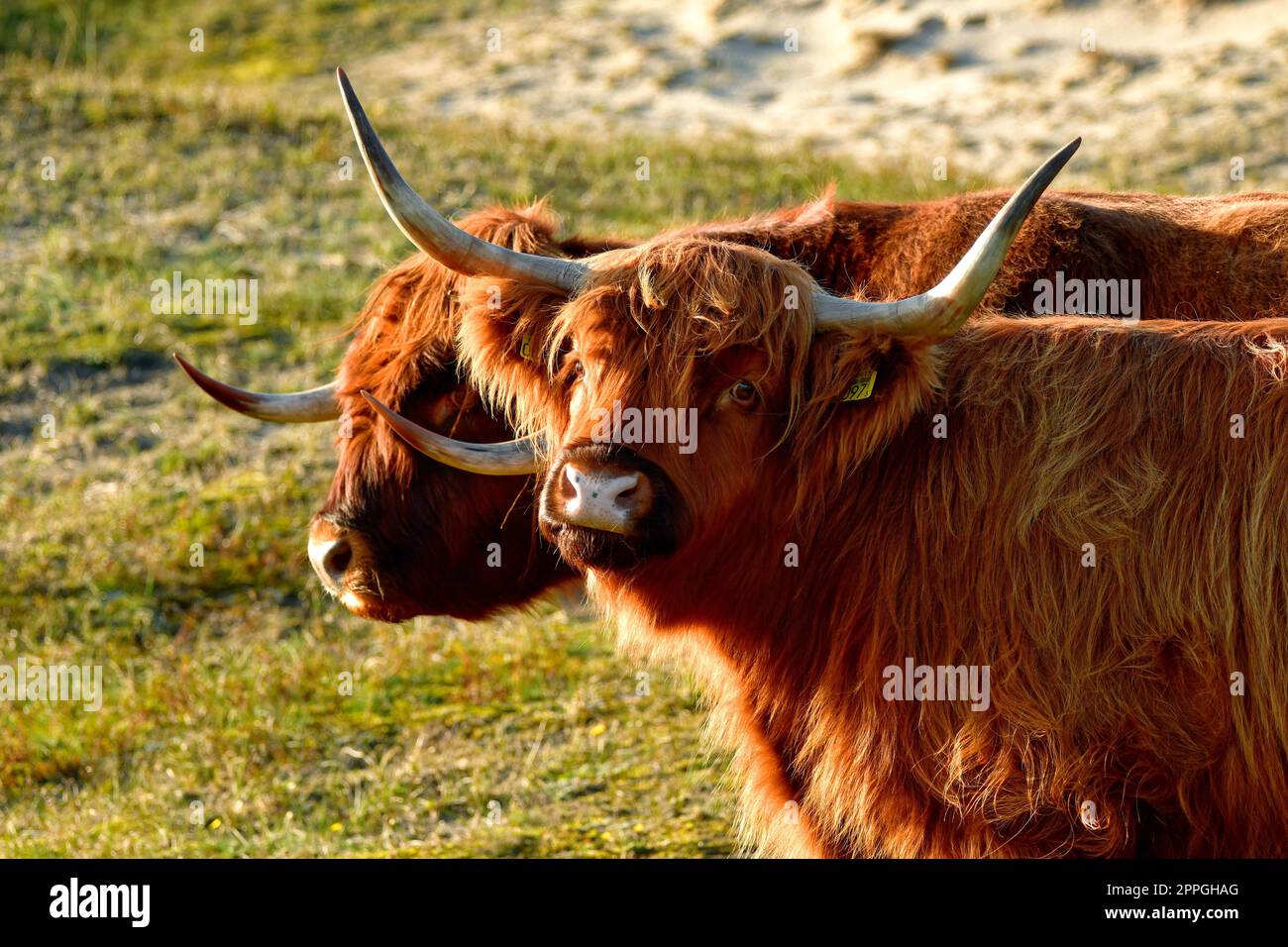 Portrait of two Scottish Highland cattle, a bull and a cow, in the North Holland dune reserve. Schoorlse Duinen, Netherlands. Stock Photo