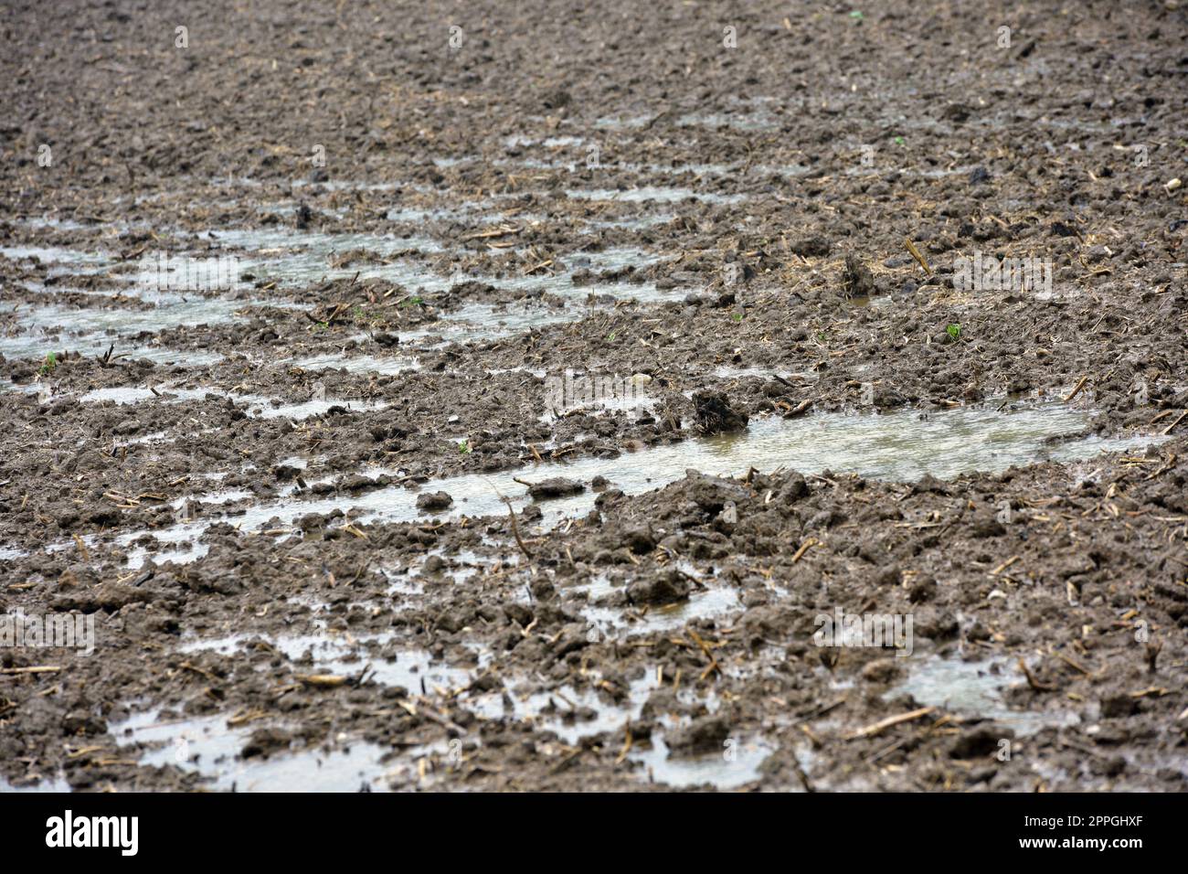 Nach starken RegenfÃ¤llen stehen auf einem frisch geeggten Feld Waserlachen - After heavy rainfall there are puddles of water on a freshly harrowed field Stock Photo