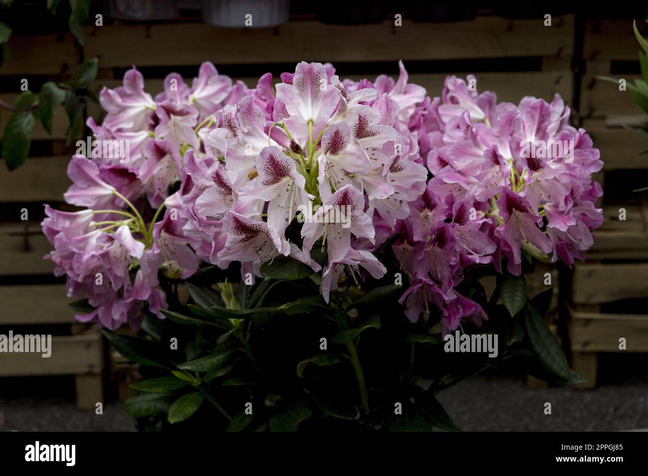 Rhododendron flowers Stock Photo