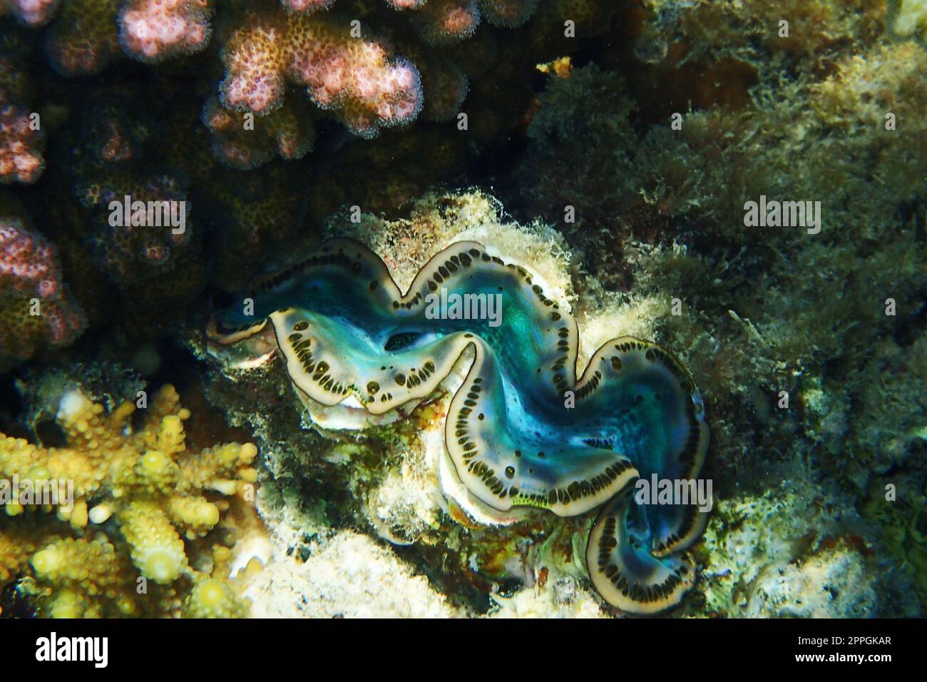 giant clams from red sea as nice animal Stock Photo - Alamy