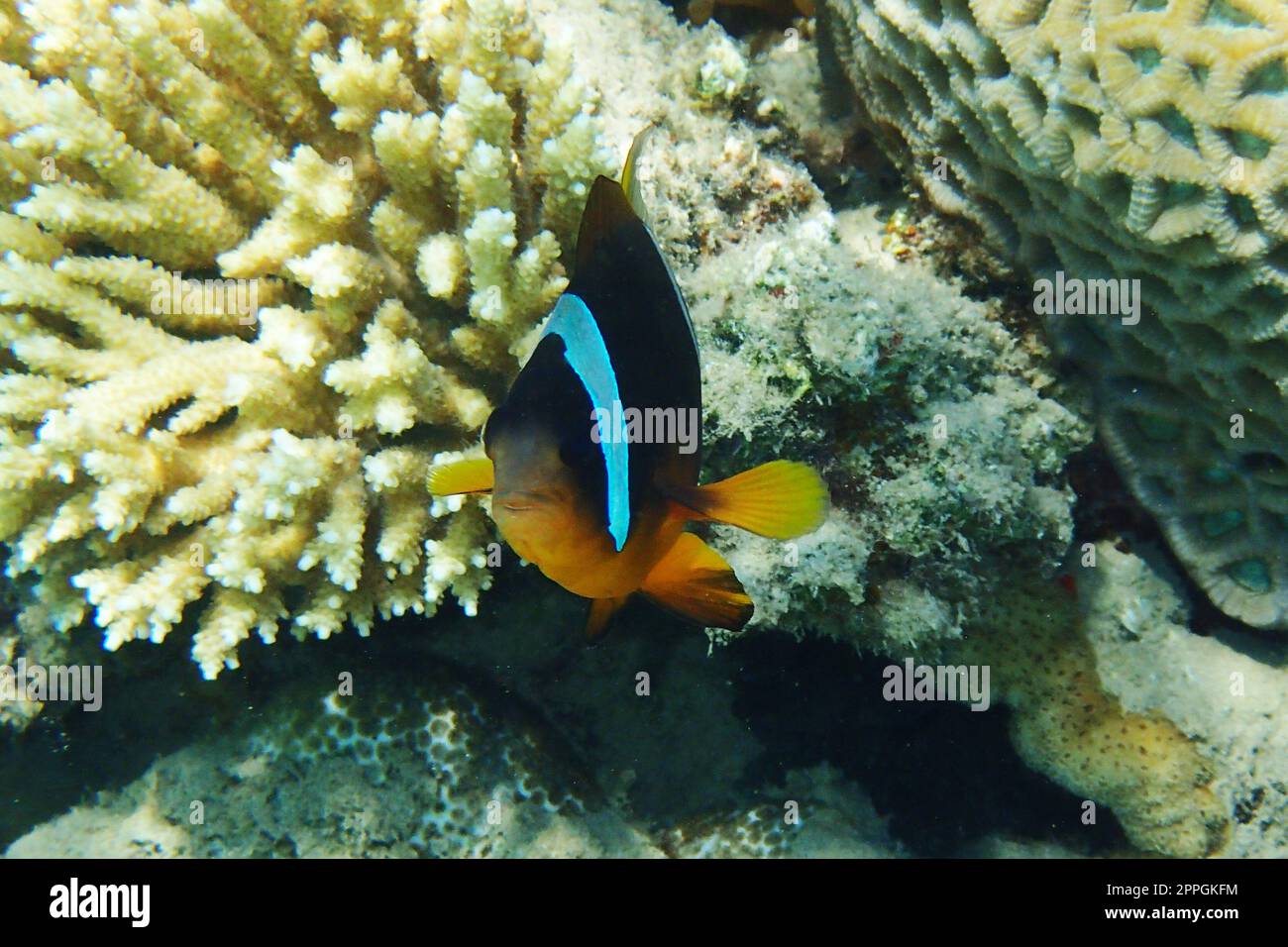 clown fish in coral reef in Epypt Stock Photo