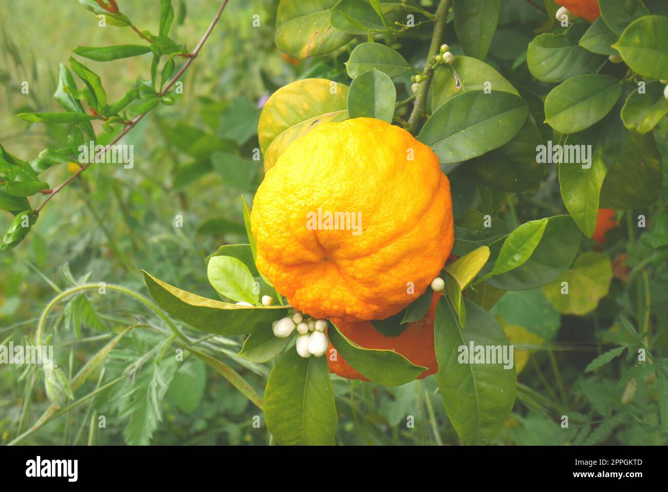 Mandarin orange, Citrus reticulata, growing on a tree, Episkopi, near Paphos, Republic of Cyprus Stock Photo