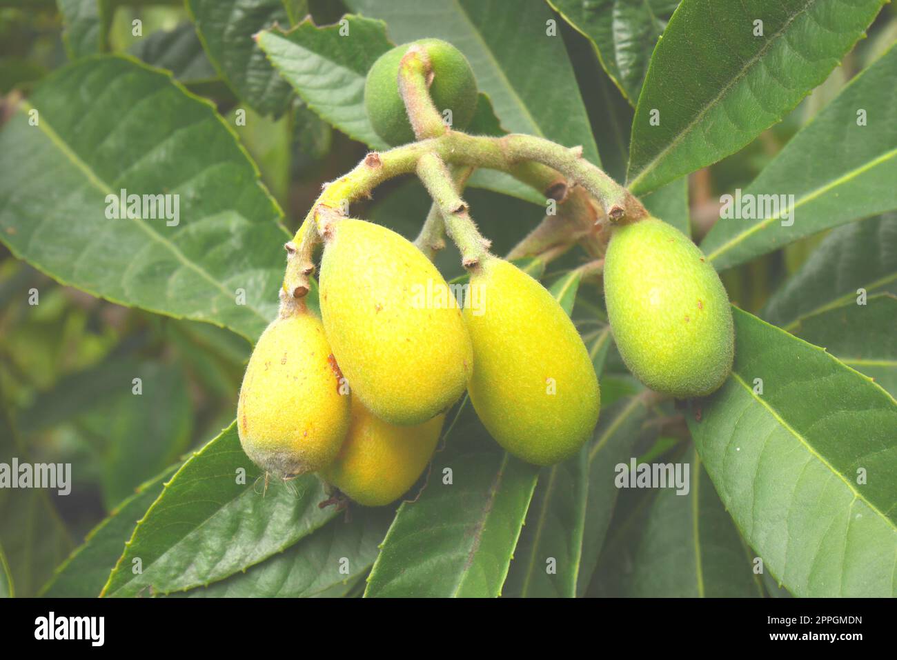 Cluster of loquat fruit, Eriobotria japonica, growing on a tree, Episkopi, near Paphos, Republic of Cyprus Stock Photo