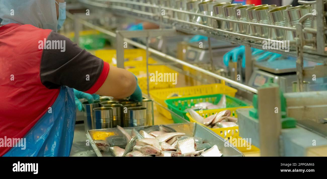 Worker working in canned food factory. Food industry. Canned fish factory. Worker fills sardine into a can. Worker in food processing production line. Food manufacturing industry. Sardines in trays. Stock Photo