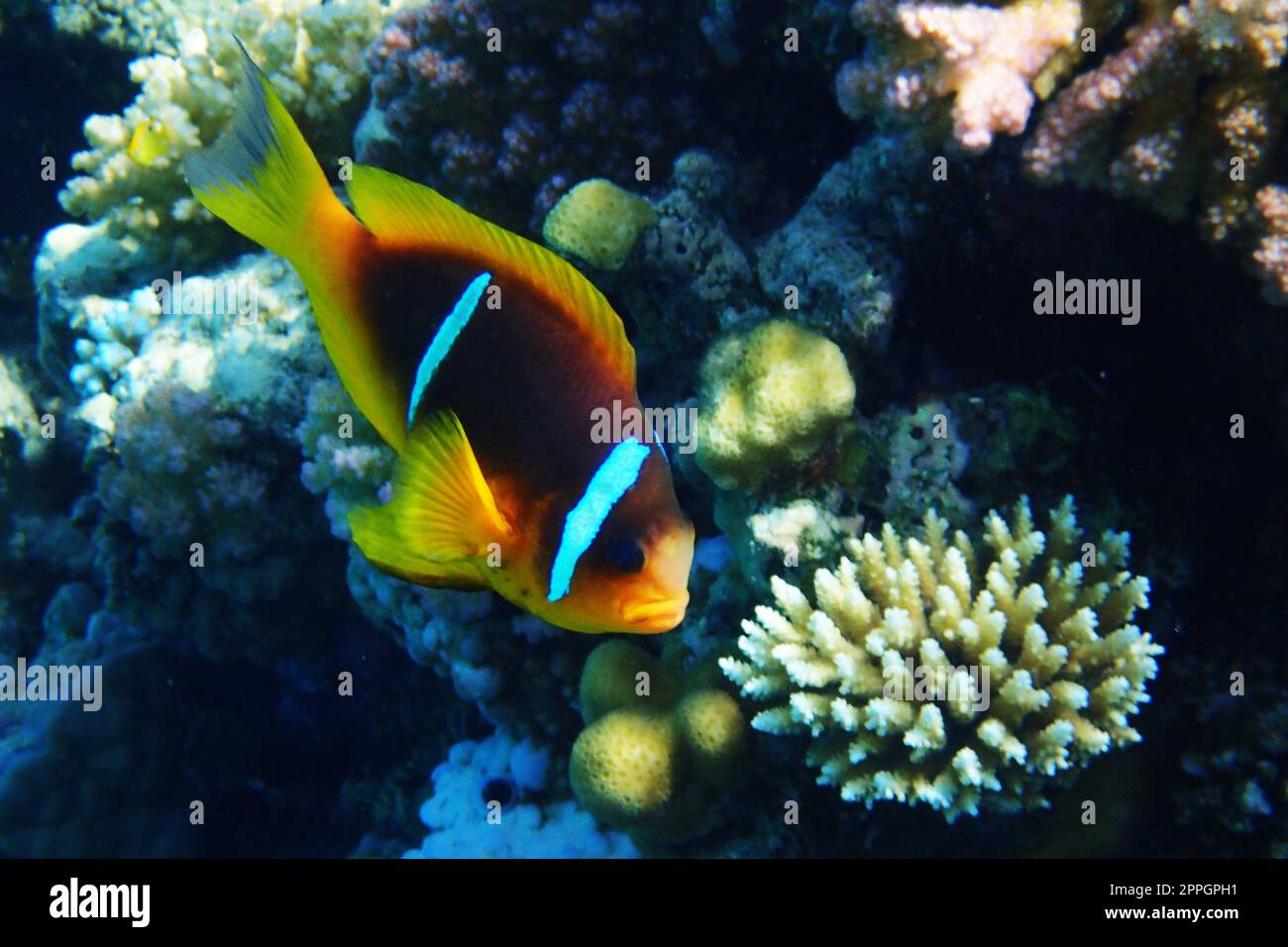 clown fish in coral reef in Epypt Stock Photo