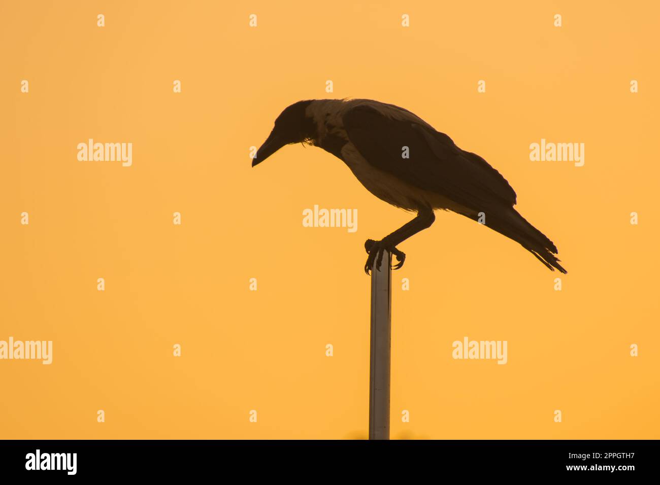 bird sitting on a flagpole with orange sky during sunrise Stock Photo