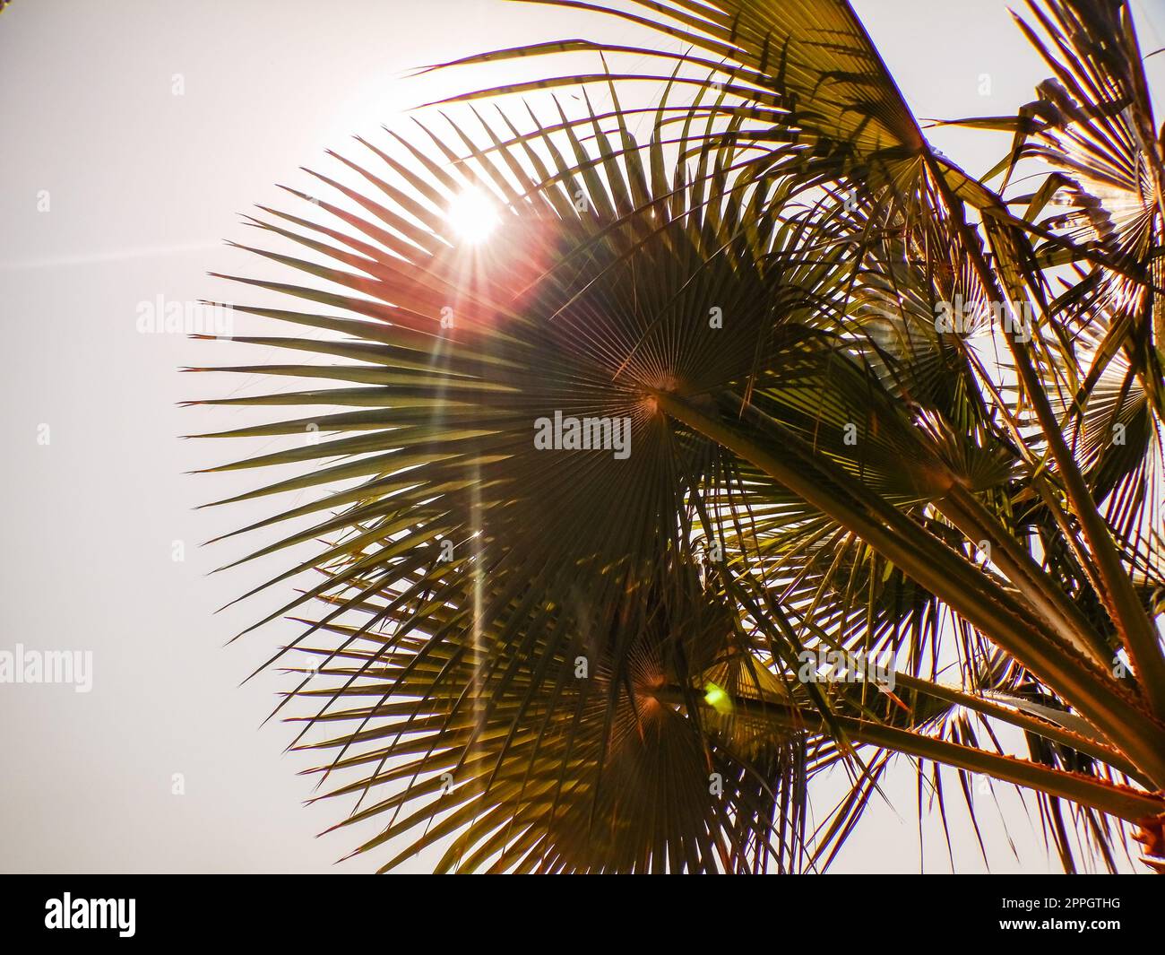 glowing sun between palm trees on the beach Stock Photo