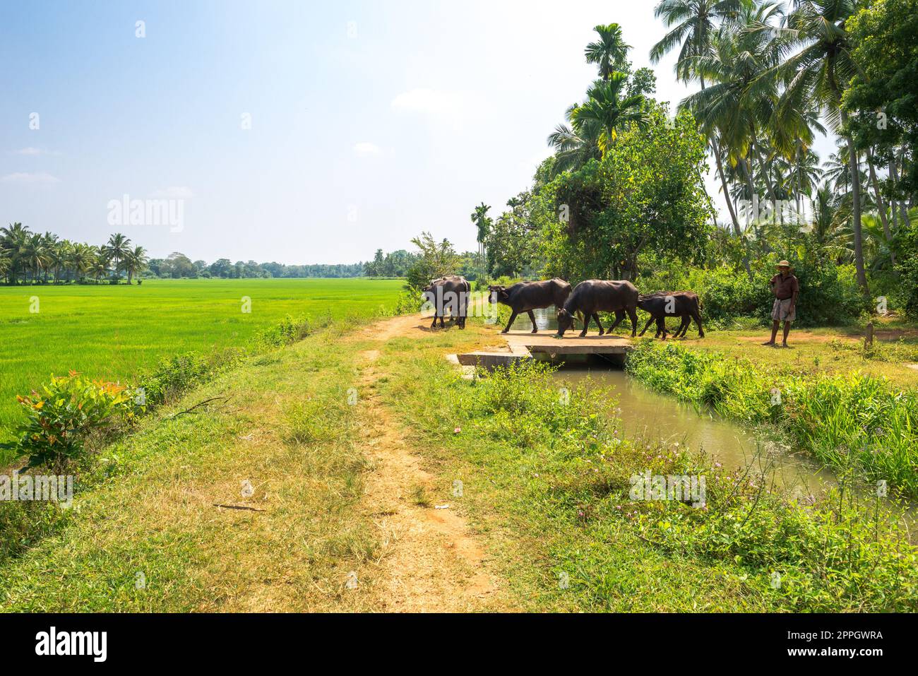 Agriculture, farming and livestock breeding in the south of Sri Lanka Stock Photo
