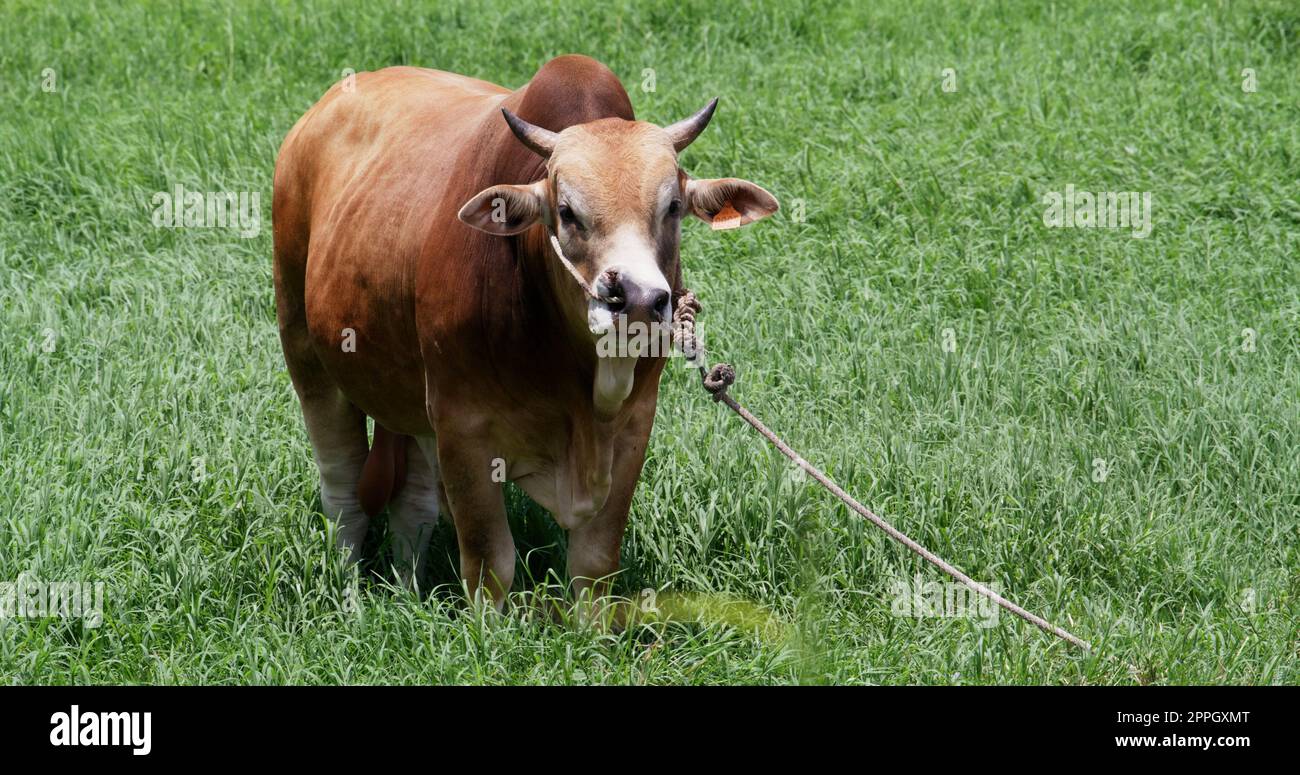 Cow pasture on the meadow Stock Photo - Alamy