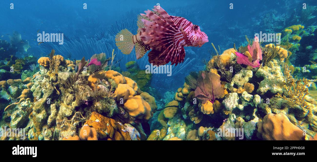 The red lionfish is a venomous coral reef fish in the family Scorpaenidae, order Scorpaeniformes. It is mainly native to the Indo-Pacific region in the Caribbean Sea Stock Photo