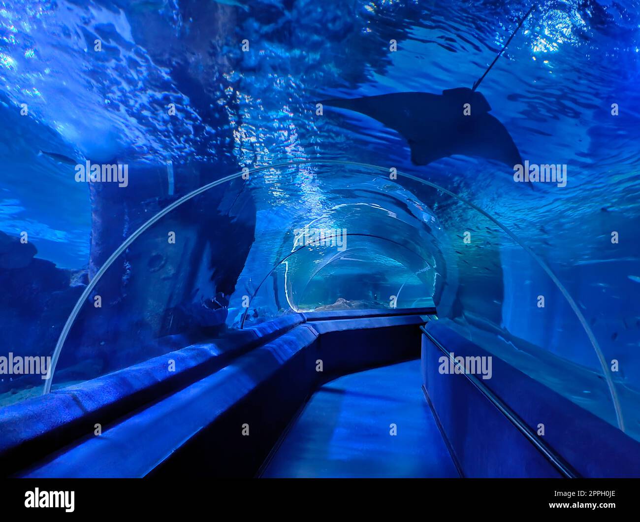 Fish blue abstract aquarium underwater tunnel with big stingray Stock Photo