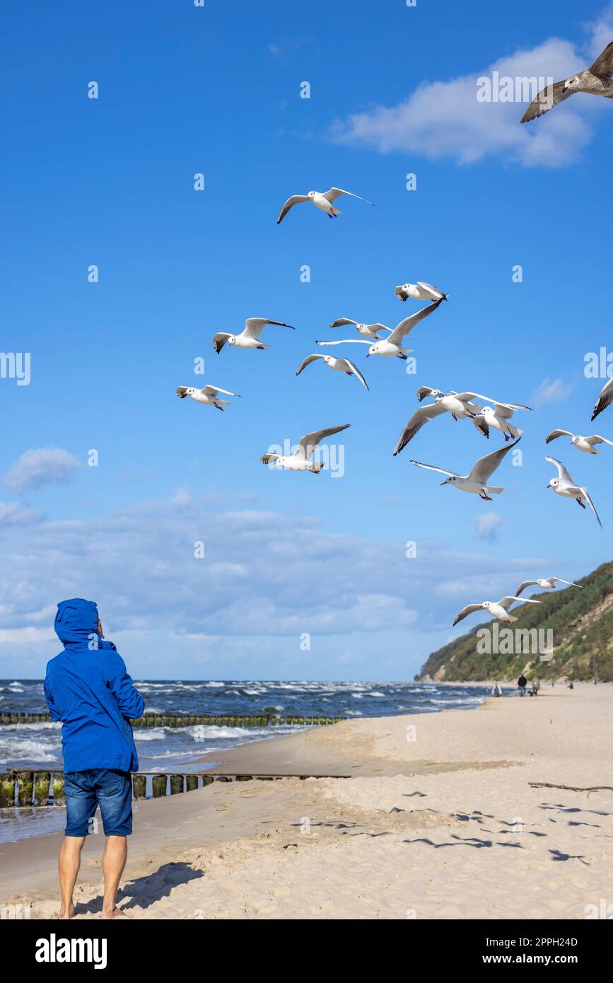 A man wearing a blue jacket is feeding the seagulls flying above his head, Baltic Sea, Miedzyzdroje, Poland Stock Photo