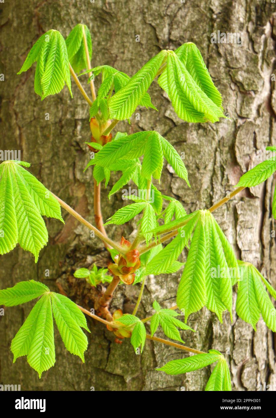 New Leaves In Spring On A Horse Chestnut Tree, Aesculus Hippocastanum 