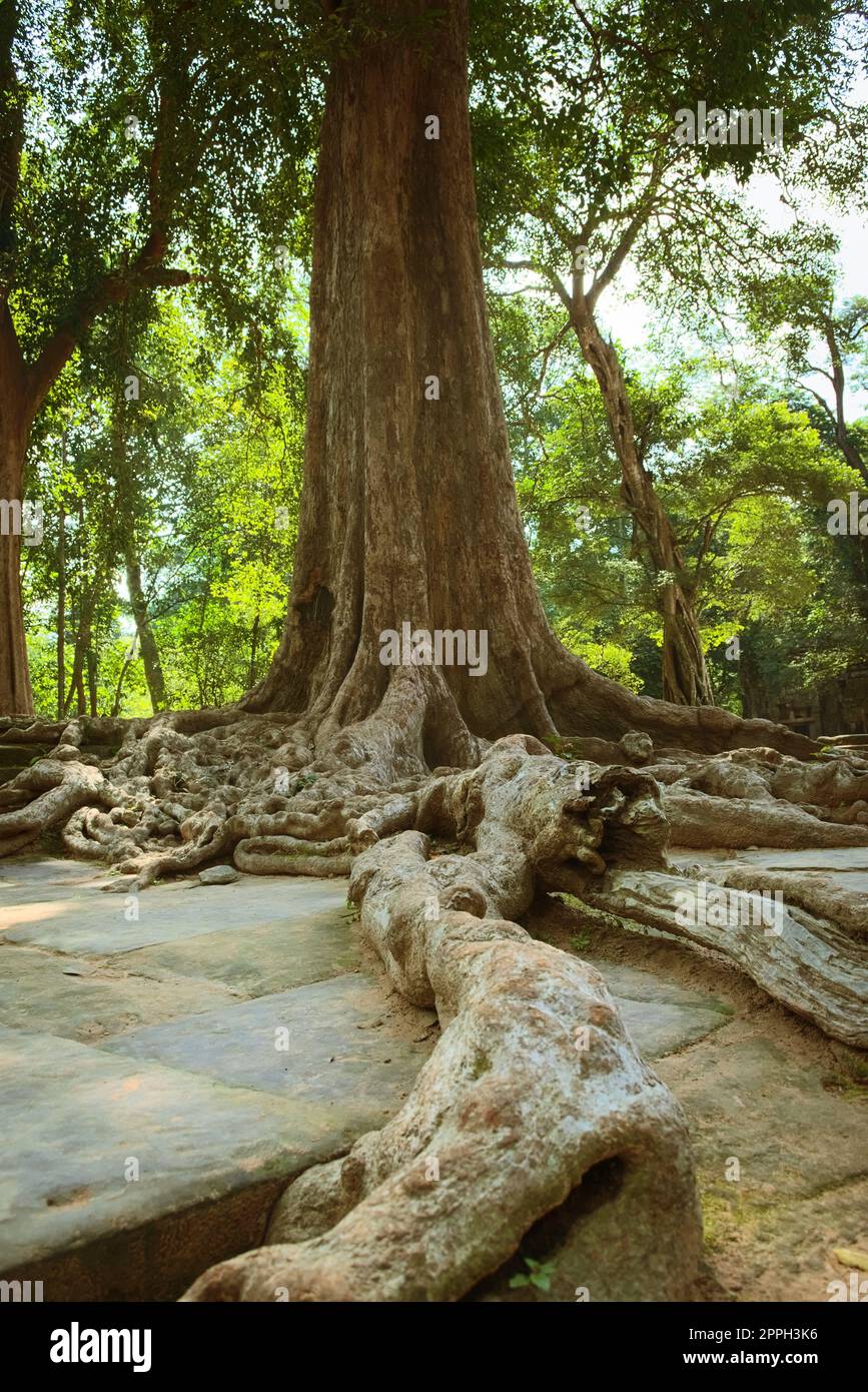 Overgrown roots over the stone blocks of Ta Prohm temple ruins, located in the Angkor Wat complex near Siem Reap, Cambodia. Stock Photo