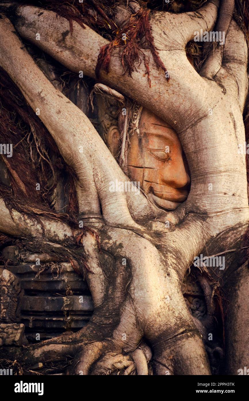 Ancient Khmer stone face sculpture trapped under overgrown roots at a temple in Siem Reap, Cambodia Stock Photo