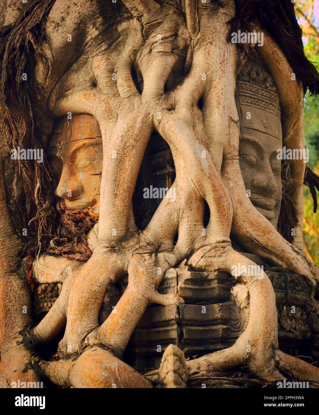 Ancient Khmer stone face sculpture trapped under overgrown roots at a temple in Siem Reap, Cambodia. Stock Photo