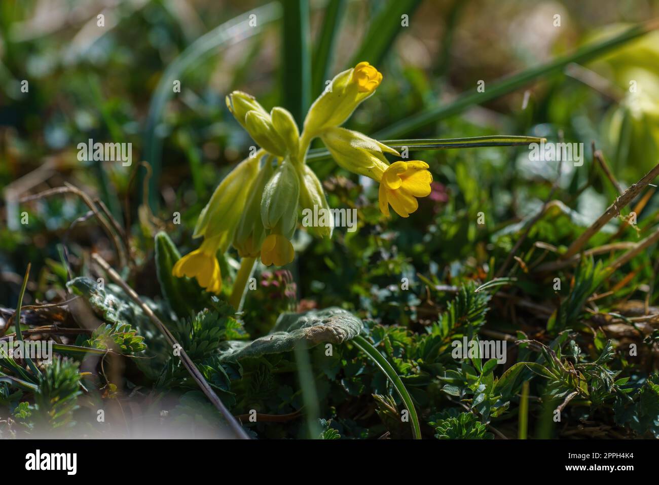 Yellow flowers in the foreground in spring Stock Photo - Alamy