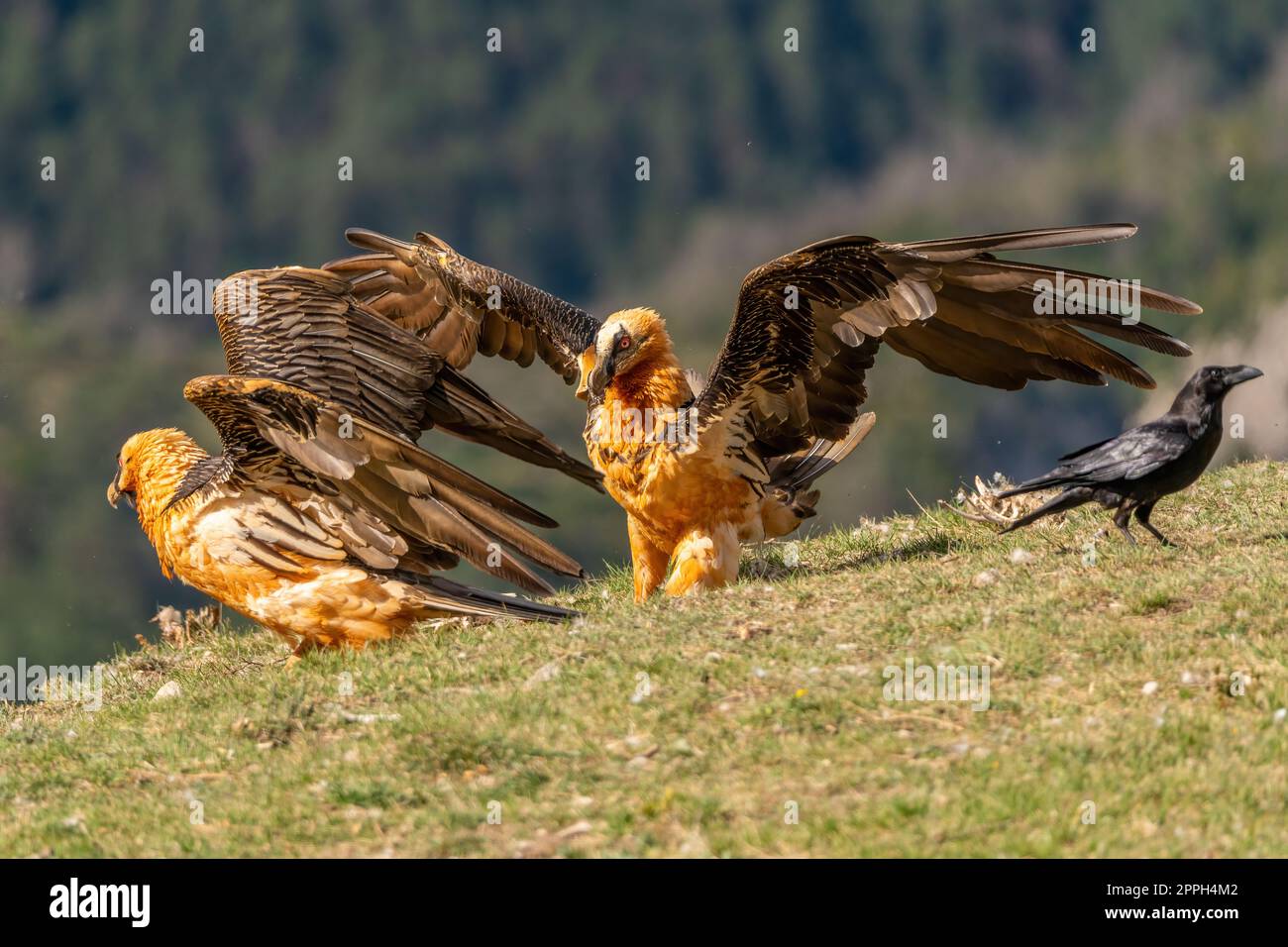 Adult Bearded Vulture spreading its wings on the ground to impose