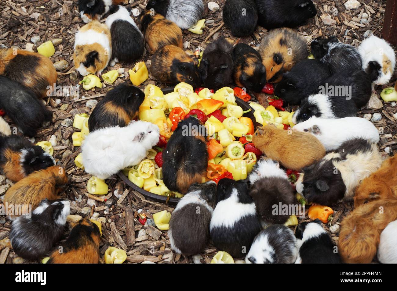big group of guinea pigs as nice background Stock Photo Alamy